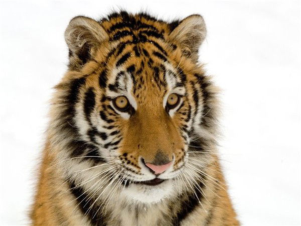 Станислав Зибаровский