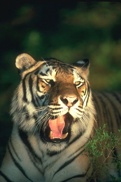 Денис Жартун