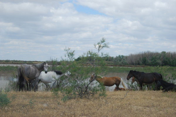 Гульмира Гульмира