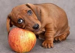 Игорь Пляскин