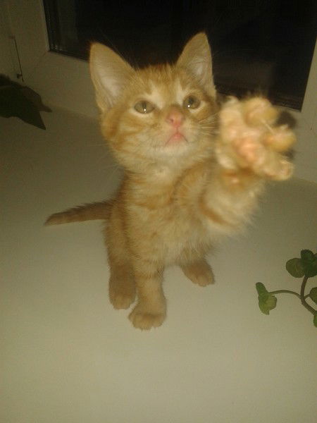 Светлана. Л...