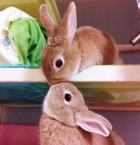 Наталя Самокишин