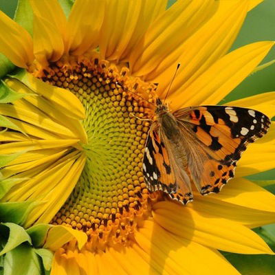 Лиана Идиатуллина