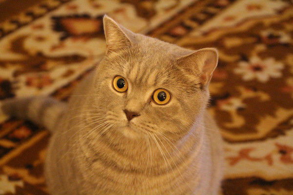 Игорь Зацарынный