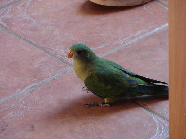 Олеся Бородкина