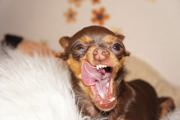 Виктория Полякова