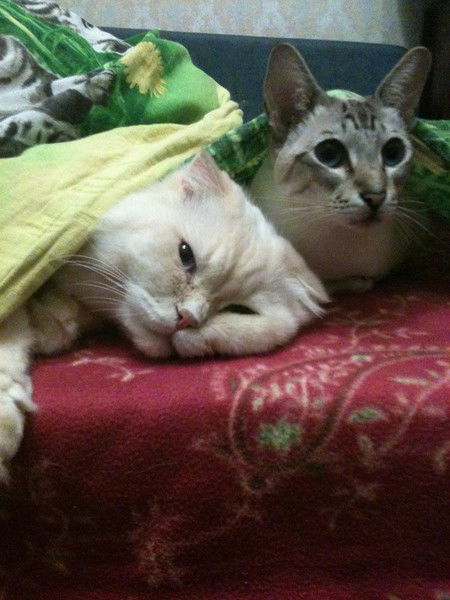 Эля Лепихина