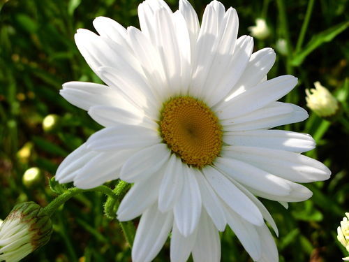 Марина Игоревна Арсентьева