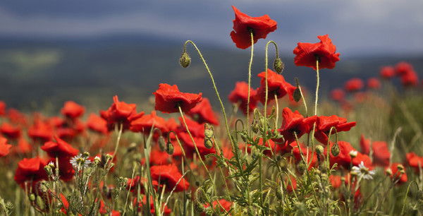 Виктор Маслов