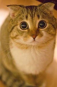 Вилена Панюшкина