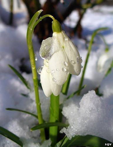 Нелля Киселева