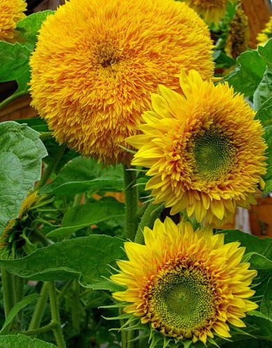 Александра Колосова