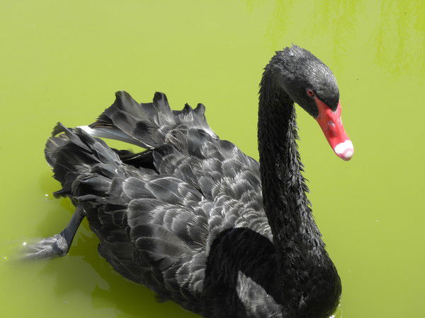 Харланова Ирина