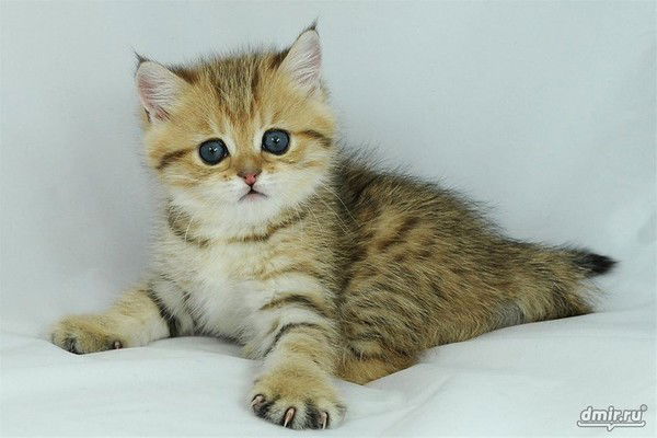 Тасмола Балауса Тасмола Балауса