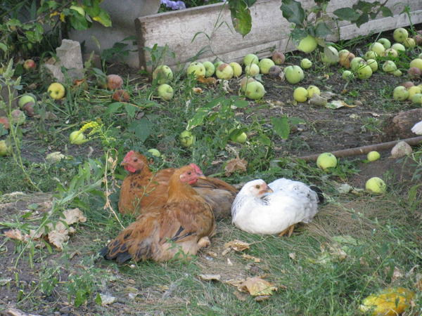 Нина Тевризова