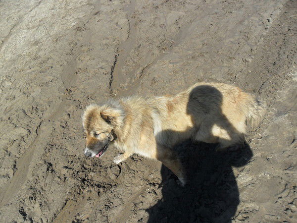 Игорь Искандаров