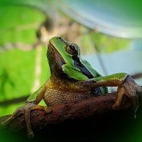 Оленка Зміючка