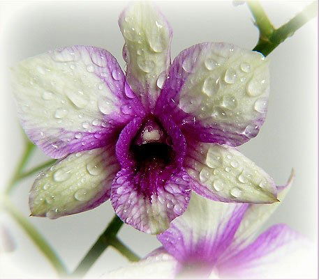 Гульнара Заирова