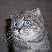 Владислав Костюкович