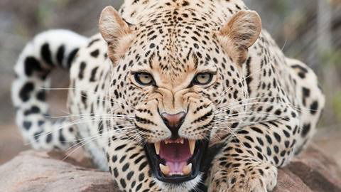 .......... ..........