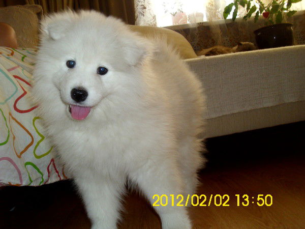 Анжелика Дорошенкова