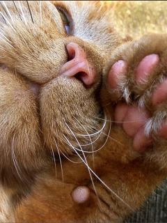 Марина Самсонова