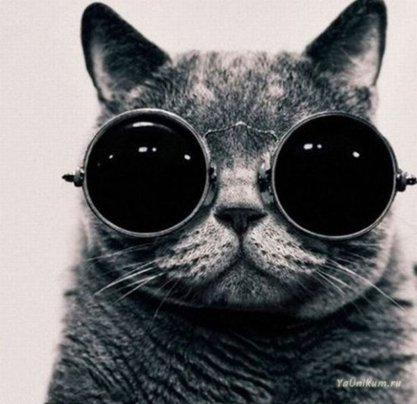 Кот Чеширский.