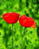 Светлана Светик