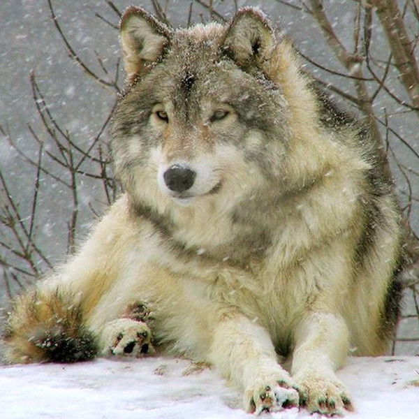 Андрей Костромин