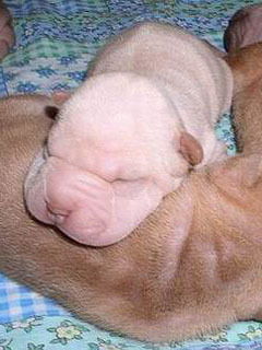 Елена Назарова