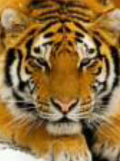 Сергей Пономарев