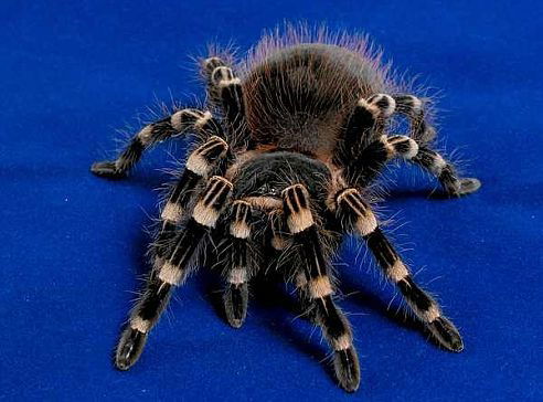 Роман Козына