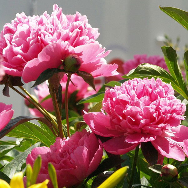 Лариса Дрозд