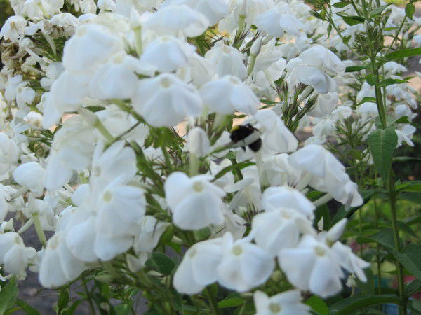 Людмила Александрова