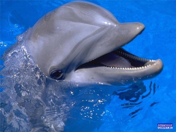 Елена Кожнева