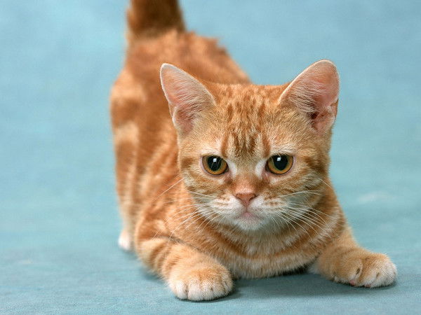 Алексей Григорьев