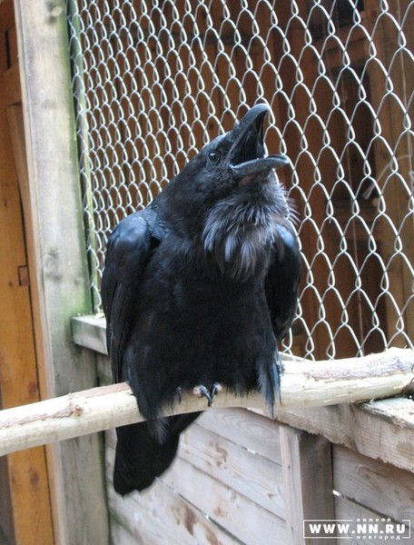 Денис Уйгур