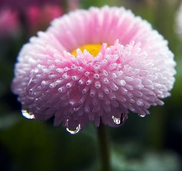 Маргарита *