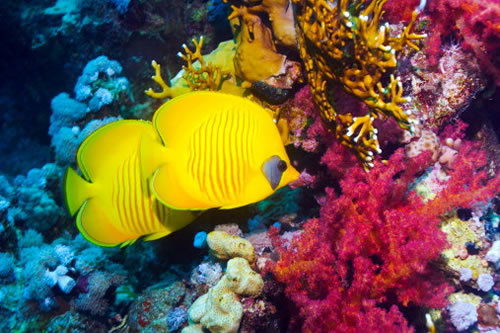 Татьяна Валенко