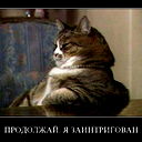 Кот Х