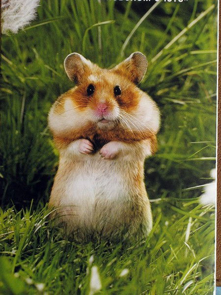 Наталья Григорьева