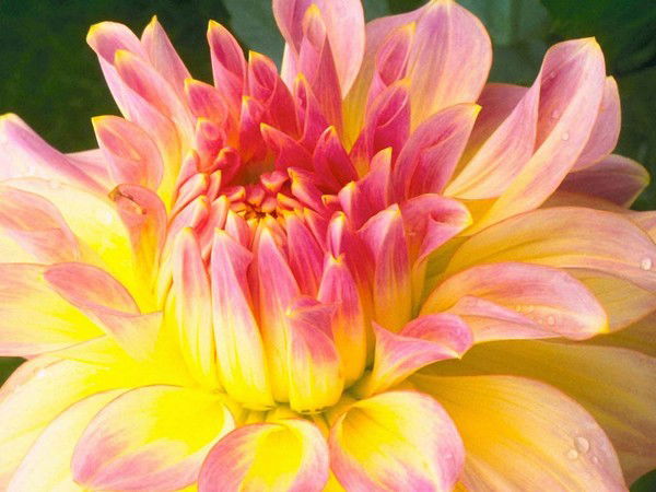 Олег Елизаров