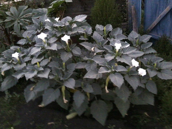 Ирина Губич