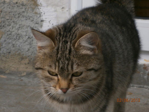 Анатолий Максименко