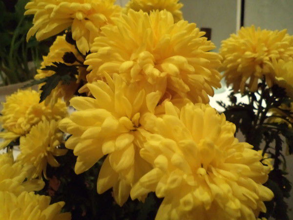 Светлана Басанец