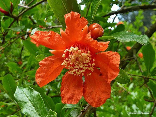 Ирина Кашапова