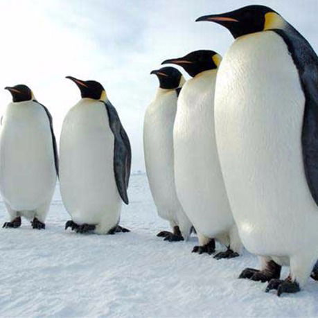 Пингвин Птица