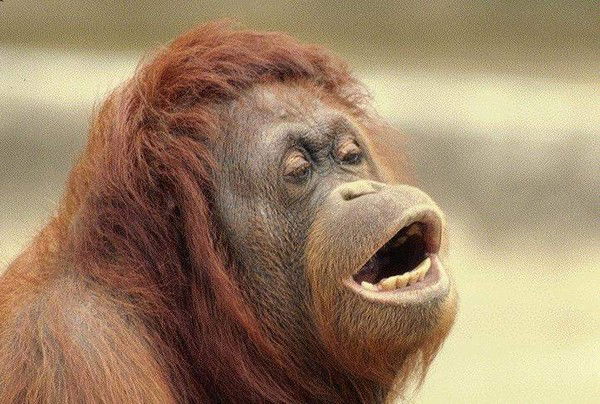 Евгений Голова