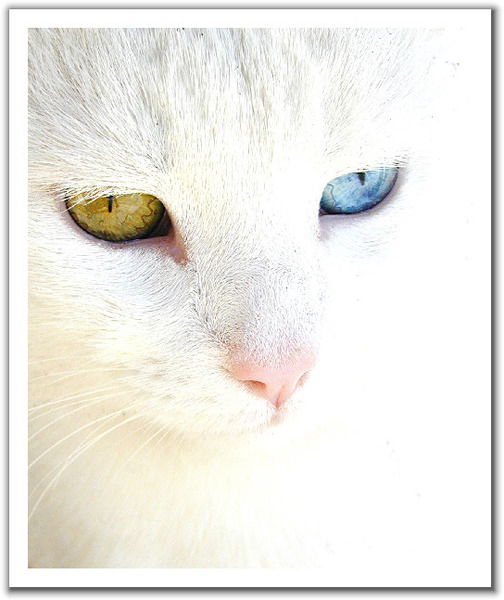 Екатерина Глушанкова