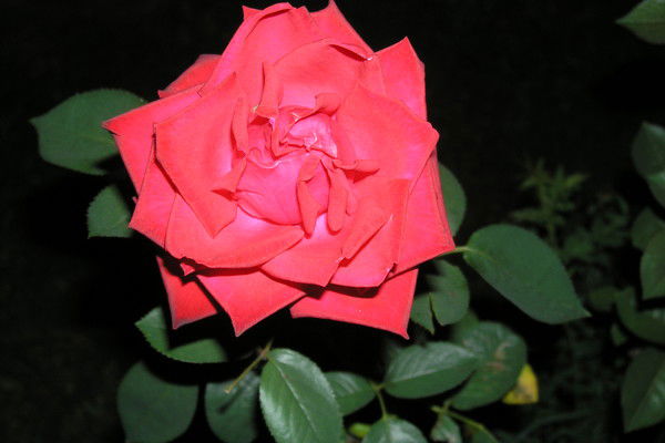 Галина Колесник